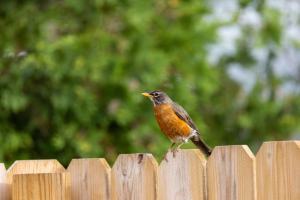 Fencing Company in Sturtevant, Wisconsin